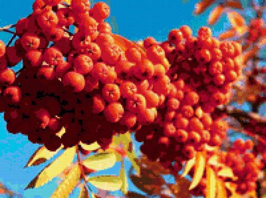 рябина осень - предпросмотр