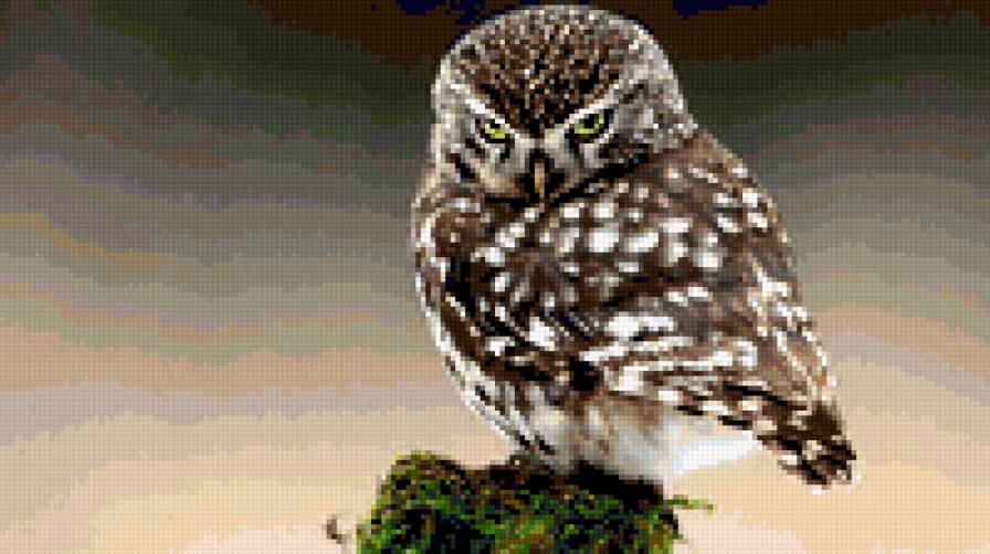 сова - птицы - предпросмотр