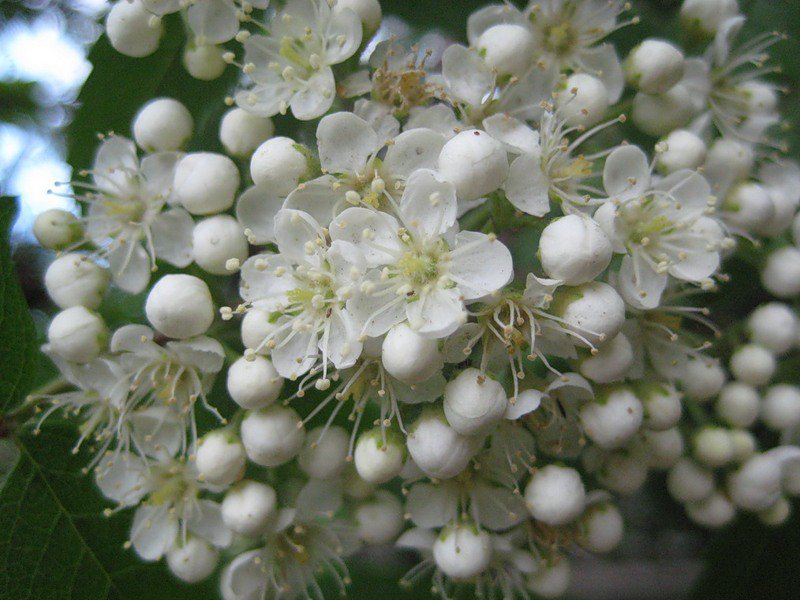 рябина весна - оригинал