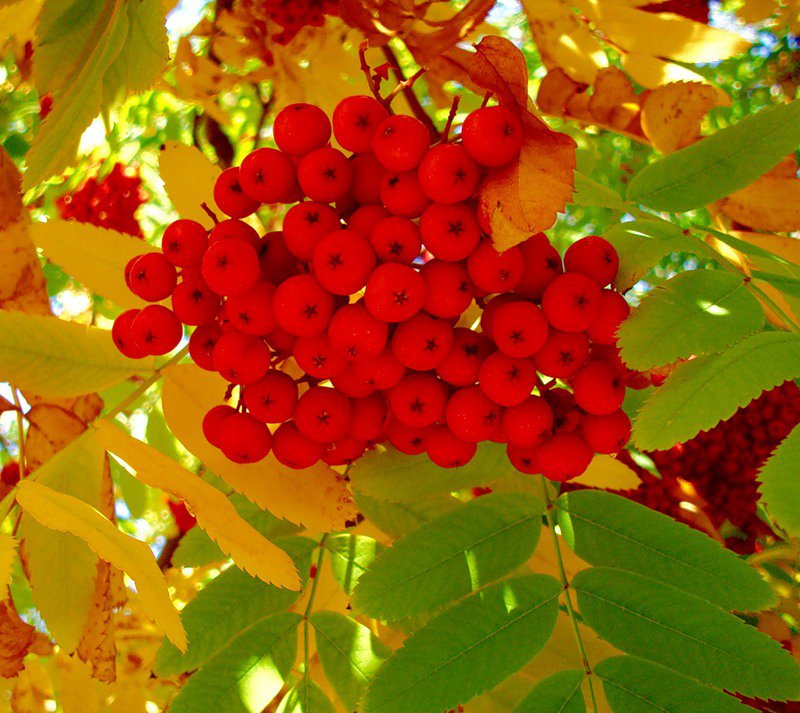 рябина осень - оригинал