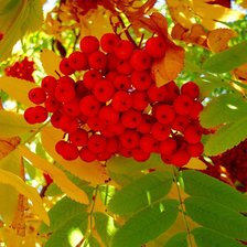 Схема вышивки «рябина осень»