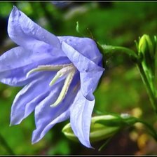 Схема вышивки «Колокольчик»