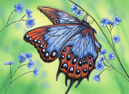 Бабочка - оригинал