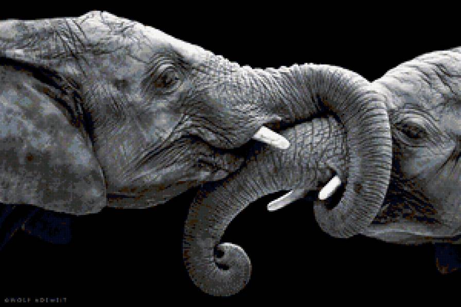 Слоны - предпросмотр