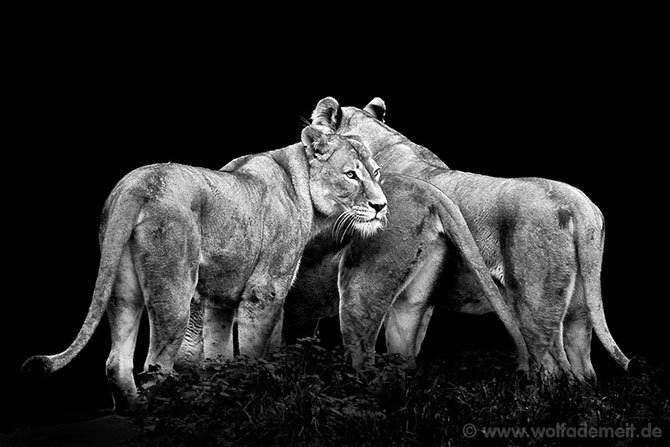 Львицы - оригинал