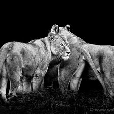 Схема вышивки «Львицы»