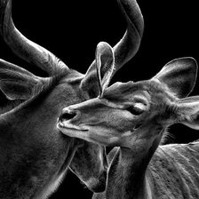 Схема вышивки «Олени»