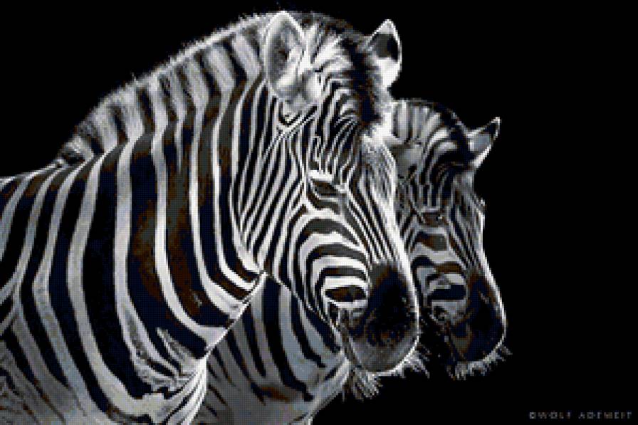 Зебра - предпросмотр