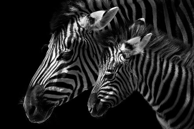 Зебра - оригинал