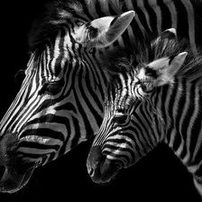 Зебра