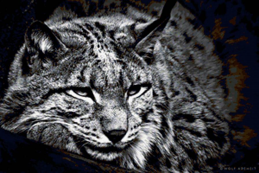 Рысь - предпросмотр