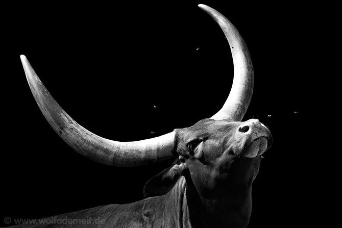 Бык - оригинал