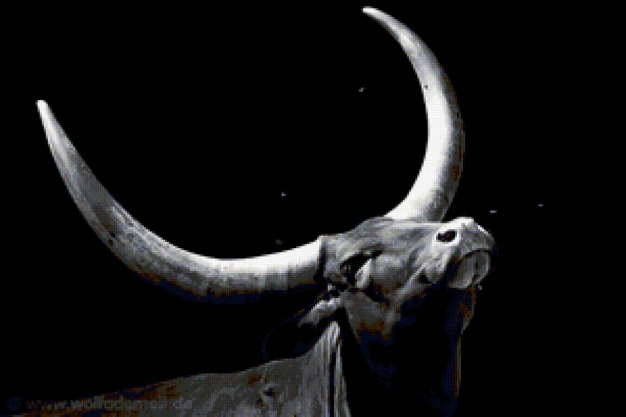 Бык - предпросмотр