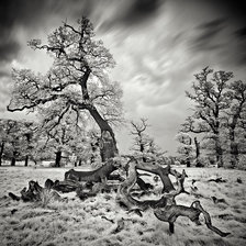 Схема вышивки «Дерево»