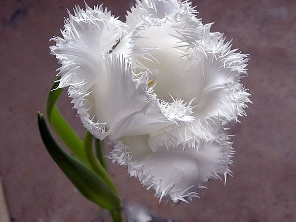 №361241 - оригинал