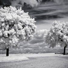 Оригинал схемы вышивки «Дерево» (№361284)