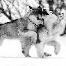 Схема вышивки «Кутята»