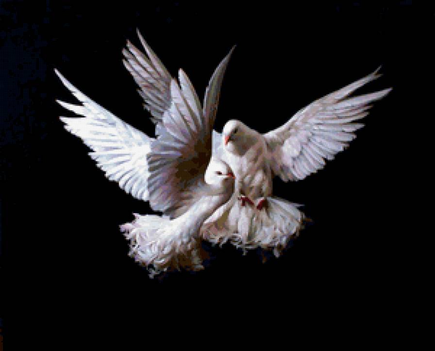 Голуби - предпросмотр