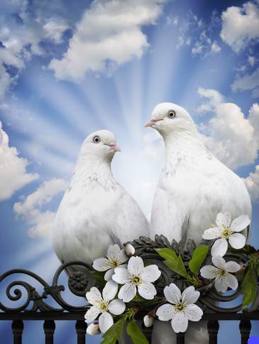 Голуби - оригинал