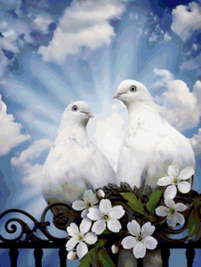 Голуби - предпросмотр