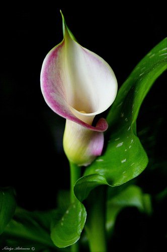 калла - цветок, калла, на черном - оригинал