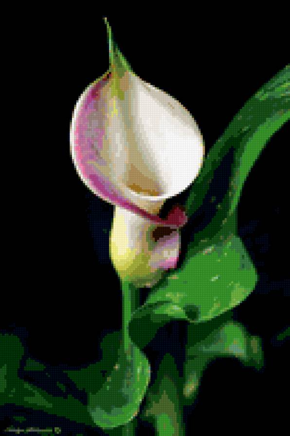 калла - цветок, калла, на черном - предпросмотр