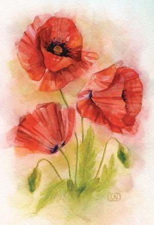 Маки - букет, цветы - оригинал