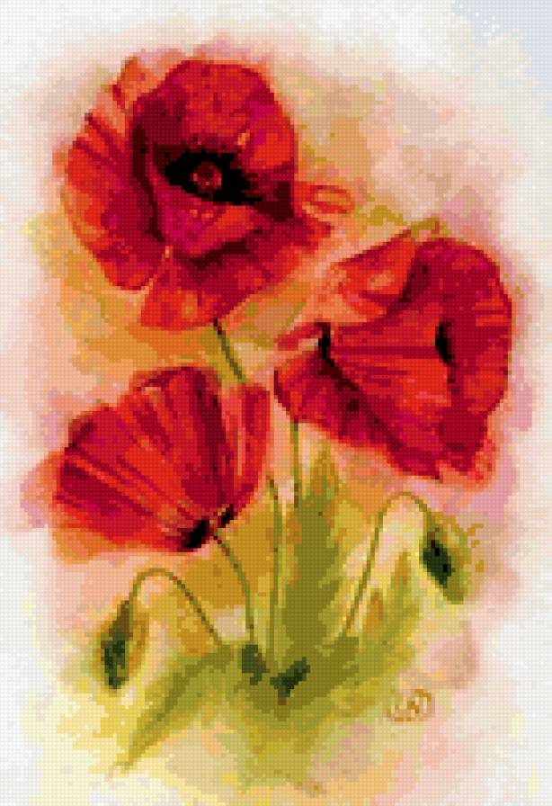 Маки - букет, цветы - предпросмотр