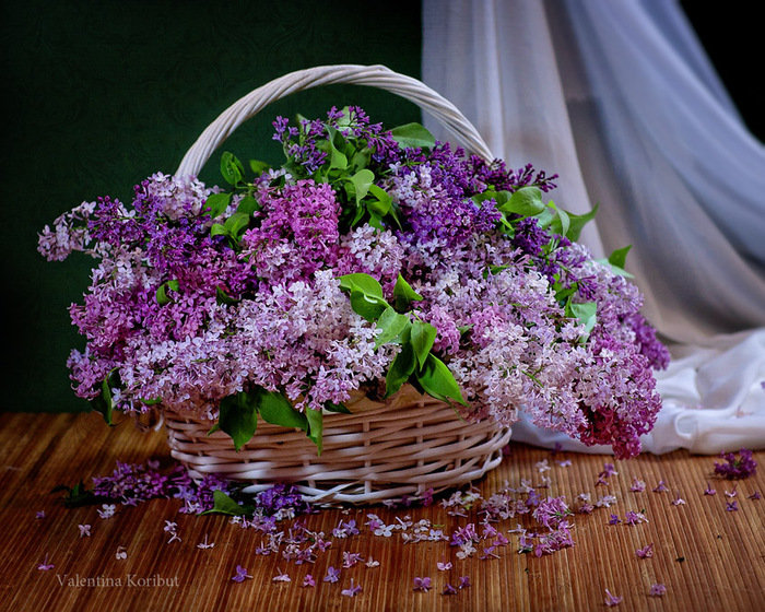 Сирень - оригинал