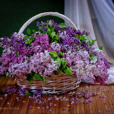 Схема вышивки «Сирень»