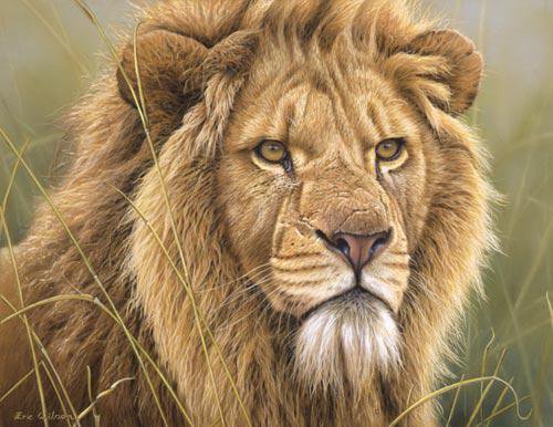 Лев - хищник, природа, животные - оригинал