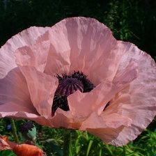 Схема вышивки «мак»