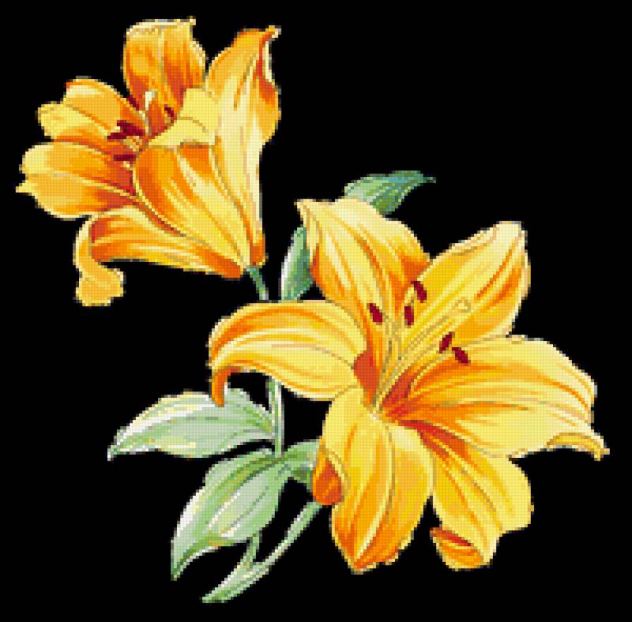 лилии - предпросмотр