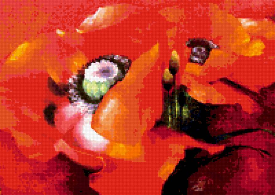 маки - маки, цветы, красный - предпросмотр