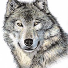 Оригинал схемы вышивки «Волк» (№361880)