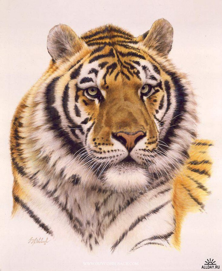 №362074 - оригинал