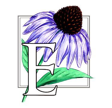 еханацея - цветок, цветы - оригинал