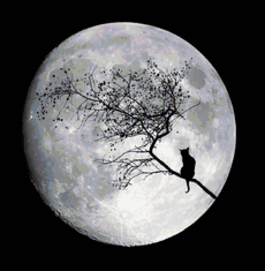 Луна и кошка - планета, луна, космос - предпросмотр