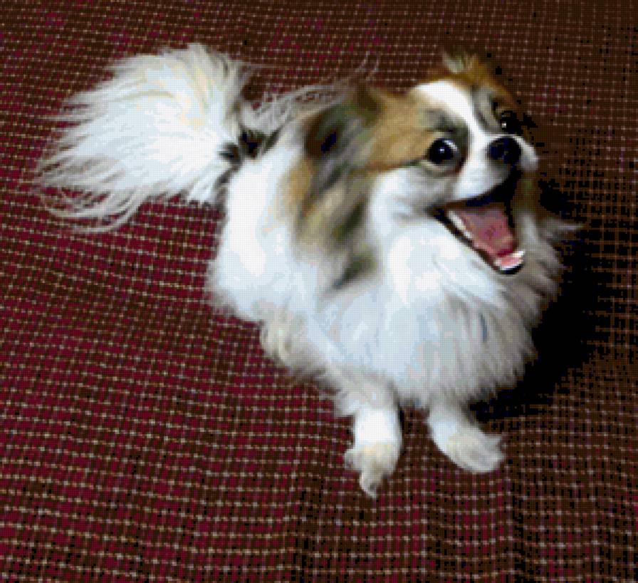 Оскар - оскар, собака, животное - предпросмотр