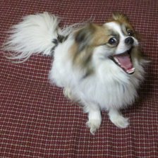 Схема вышивки «Оскар»