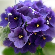 Схема вышивки «фиалки»