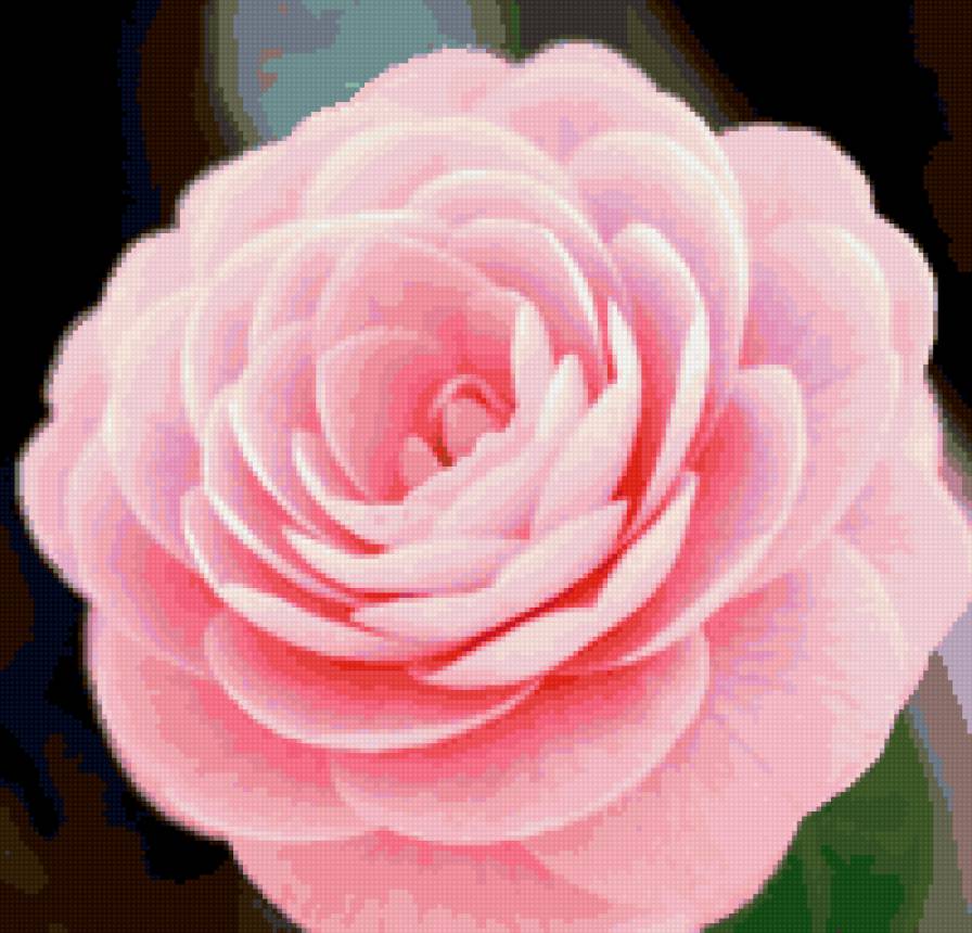 роза - цветы. розы - предпросмотр