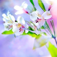 Схема вышивки «цветы»