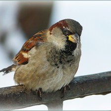 Схема вышивки «птицы»