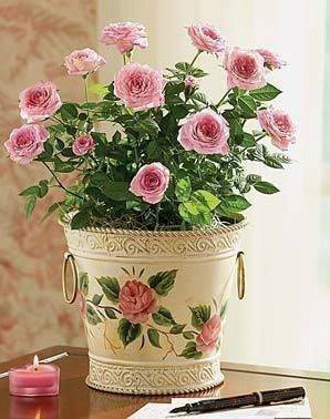 розы - цветы, букет, натюрморт, роза, ведро - оригинал