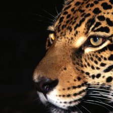 Схема вышивки «КИСА»