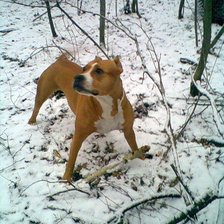 Схема вышивки «амстафффф))))»