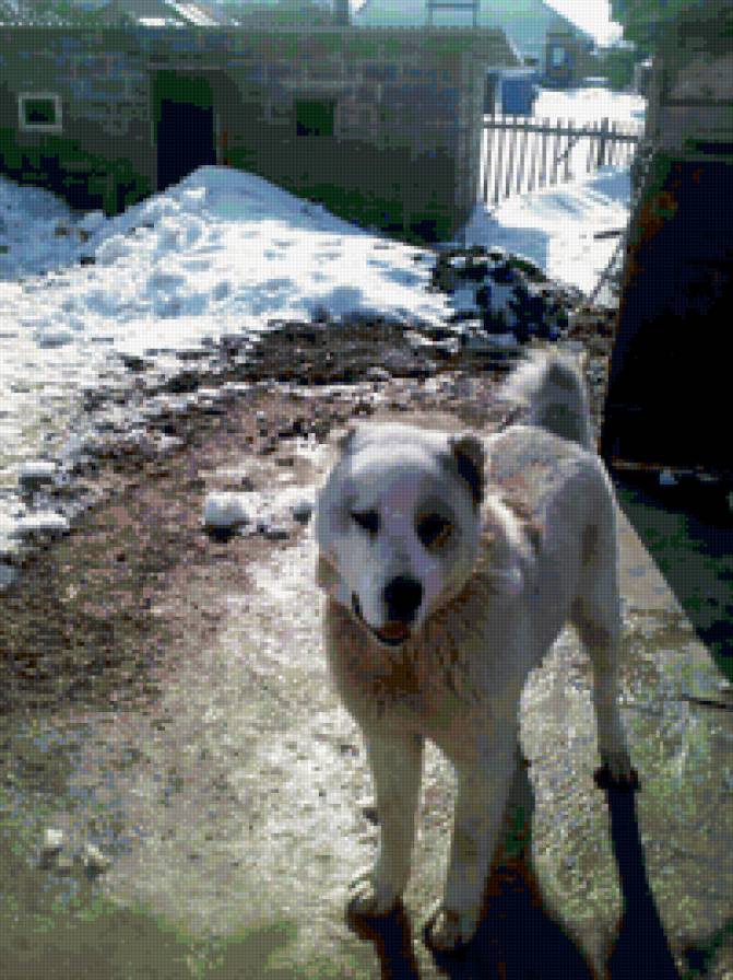 алабай БУШКА - собака алабай - предпросмотр