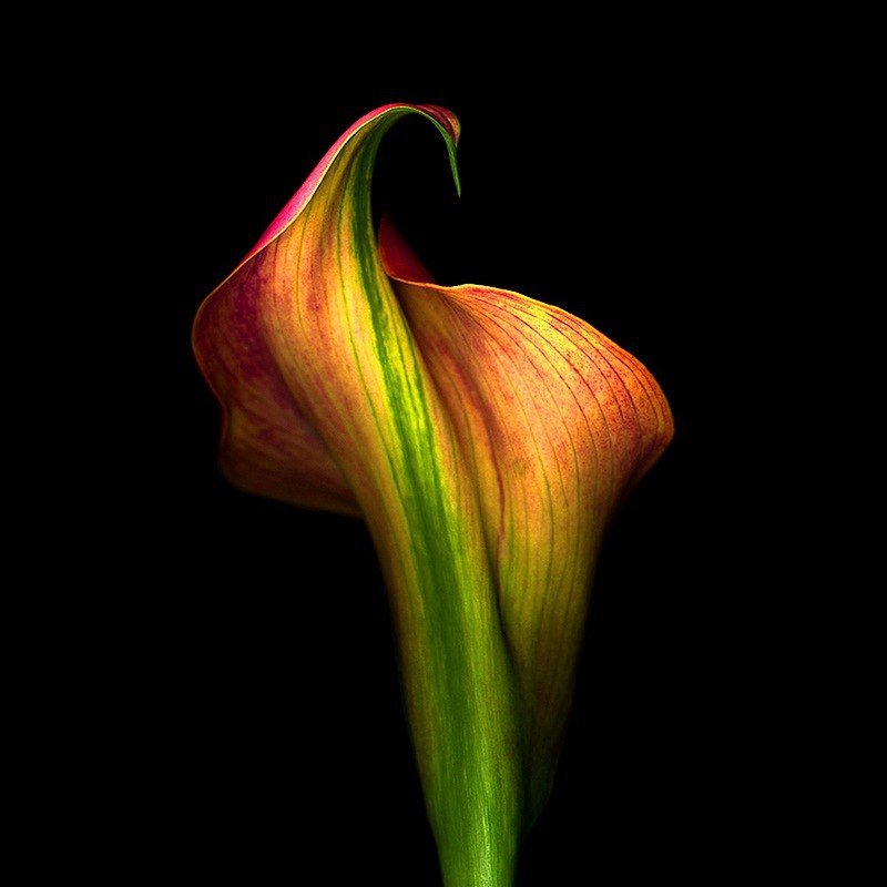 интерьер - дом, цветы - оригинал