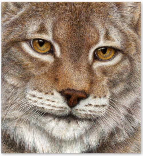 рысь - оригинал